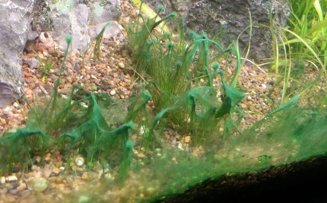 Водоросли на стеклах. Синезеленые водоросли в аквариуме. Голубые водоросли в аквариуме. Синие водоросли в аквариуме. Зеленые водоросли на грунте в аквариуме.