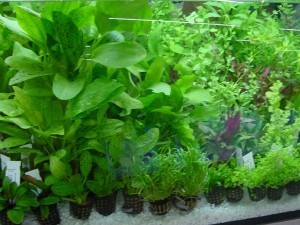 аквариумные растения болезни и лечение
