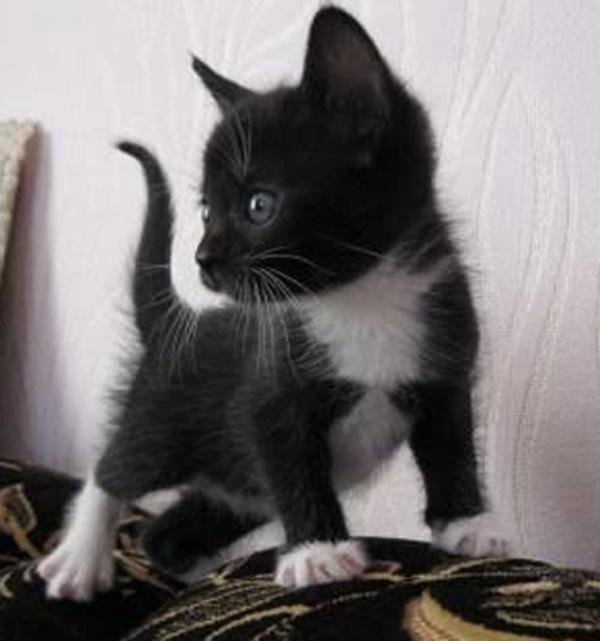 Черно белый котенок девочка. Котята чёрно белые. Черный кот с белыми лапками. Чёрный белый котенок 2 месяца. Котенок мальчик черно белый.