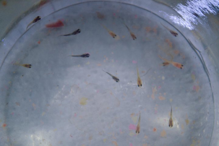 мальки гуппи. мальки гуппи 1 месяц. новорожденный малёк. мальки гуппи 1 месяц. мальки гуппи 3 месяца.