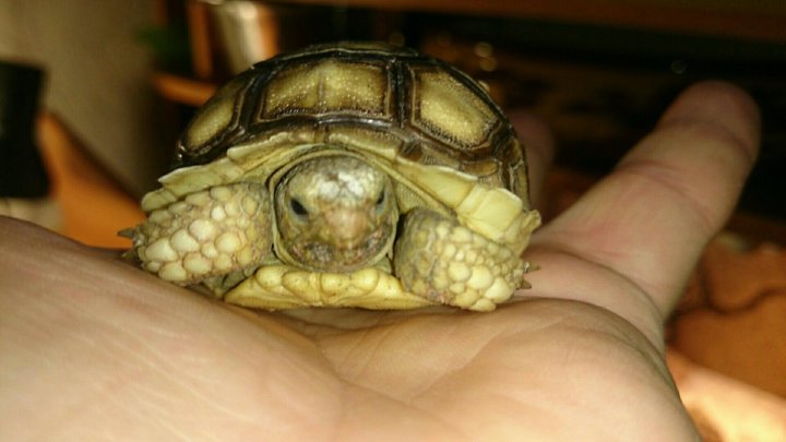 Черепаха 9 8. Среднеазиатская черепаха гуччи. Шпороносная черепаха. Сколько живут Сухопутные черепахи. Шпороносные черепахи с рахитом.