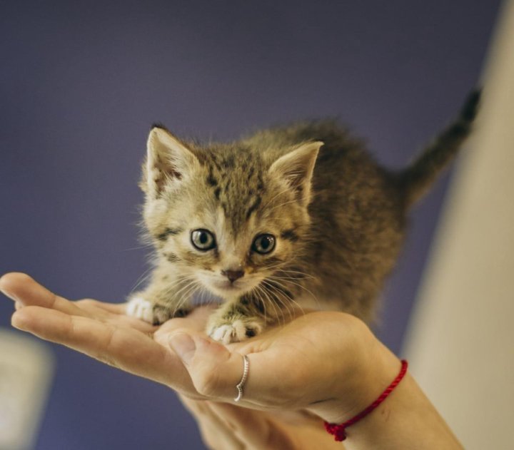 Мини кошка 2. Карликовые котята. Мини кошка. Карликовые котята фото. Котенок 8 месяцев.