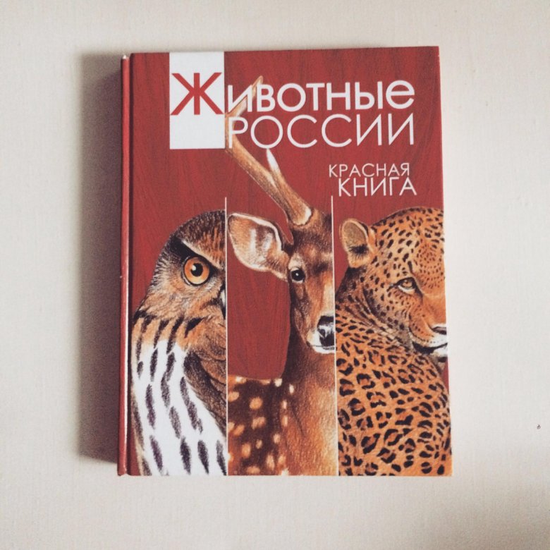 Зверь книга. Животные России книга. Про зверей книга. Дизайн книги про животных. Красная книга и другие книги про животных.