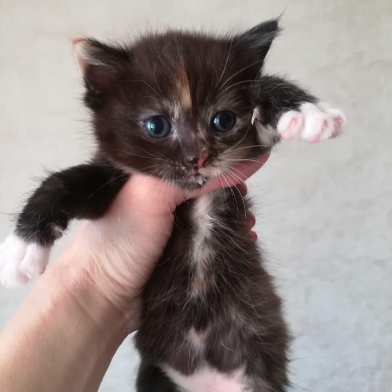 Котенок 1 5 мес. Месячные котята. Котенок 1 месяц. Котенок 1.5 месяца. Котенок 1.5