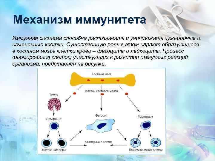 Иммунная нагрузка. Клетки иммунной системы схема. Схема образования клеток иммунной системы. Схемы механизма образования иммунитета. Иммунная система лейкоциты и фагоциты.