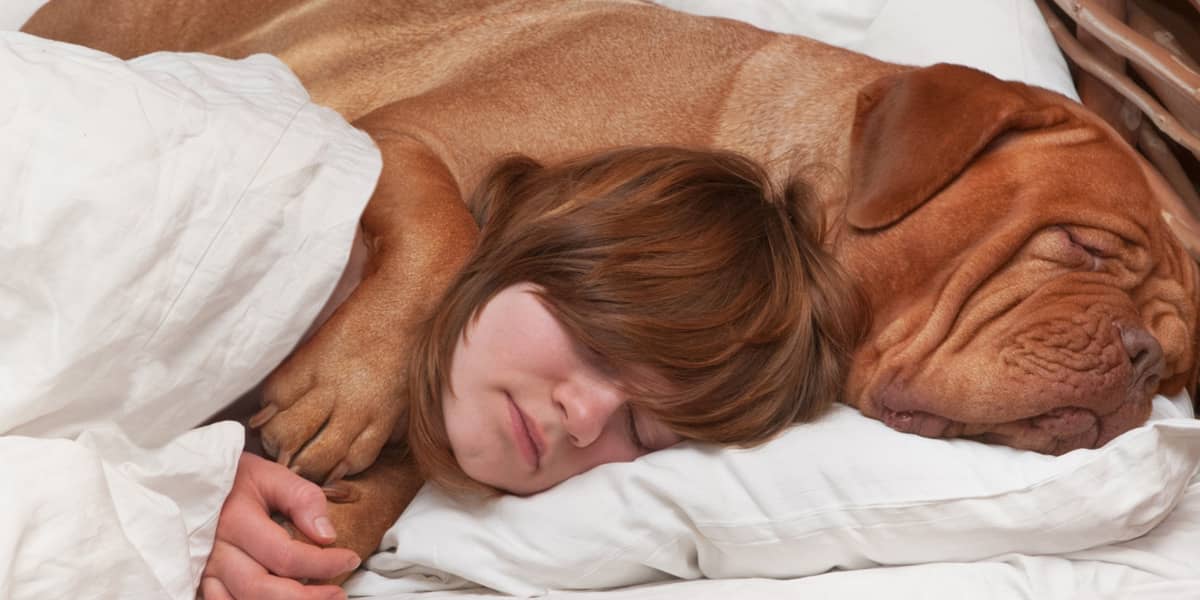 Можно спать с собакой. Практики спящей собаки.