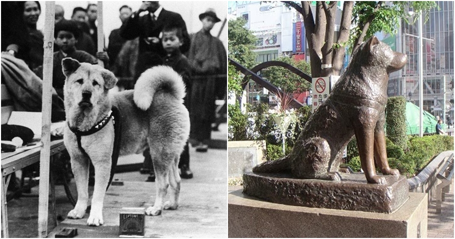 Акита-ину Хатико памятник. Памятник Акита ину в Японии. Хатико профессор Хидэсабуро Уэно. Бронзовая статуя Хатико.