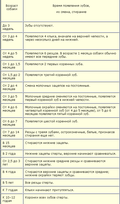 Возраст собаки по зубам в картинках