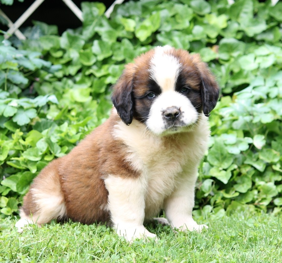 St bernard