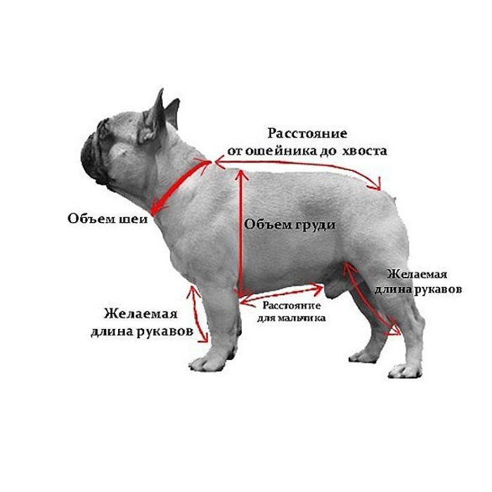 Стандарт породы французский бульдог вес. Как измерить собаку для одежды французский бульдог.