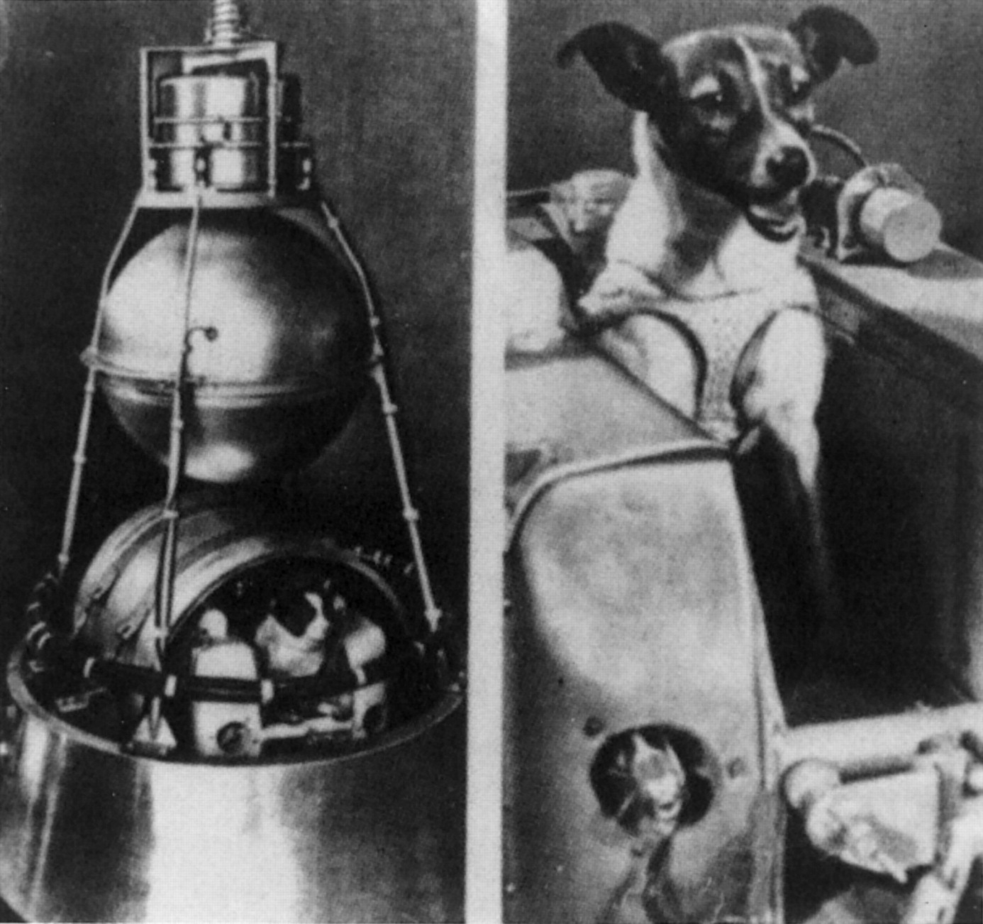 Животные которые летали в космос. Лайка первый космонавт. Собака лайка 1957. Собака лайка на спутнике 2. Первая собака в космосе лайка.