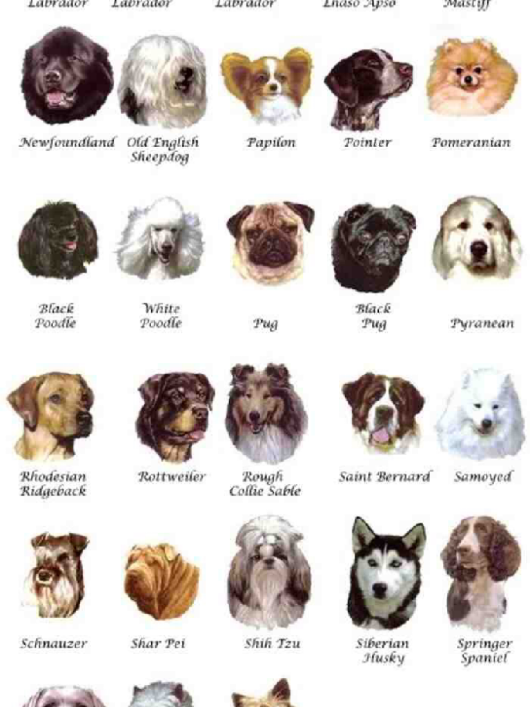 Красивые названия собак