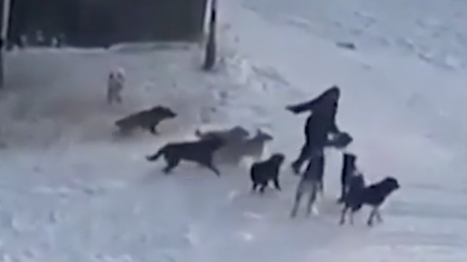 Бездомные собаки в Якутске загрызли. Стаи собак нападают на людей.