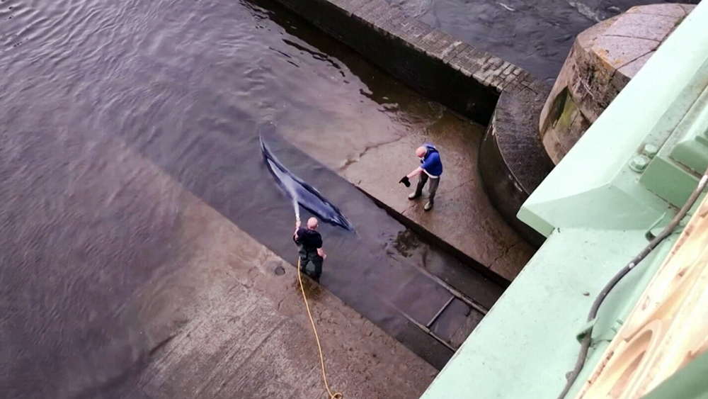 Необыкновенное происшествие. Пятиметровый кит заплыл в Темзу. Кит застрявший в реке Темза. Спасение Лондона.