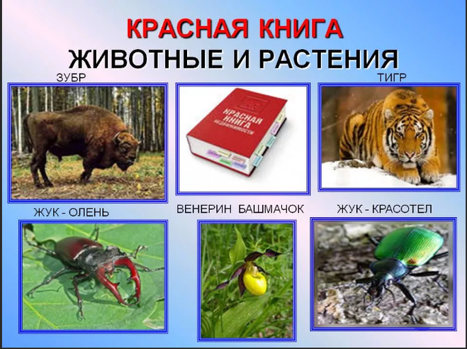 Красная книга россии животные и растения фото и описание