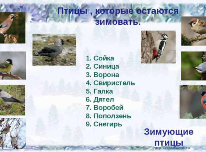 Зимующие птицы пермского края фото с названиями и описанием
