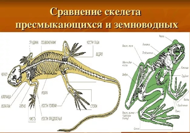 Пресмыкающимся в отличие от земноводных свойственно