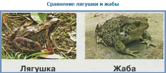 Сходство лягушки и жабы 2. Сходство и различие лягушки и Жабы. Зеленые страницы лягушка. Сравни лягушку и жабу сходство. Похожие и разные лягушки и Жабы.
