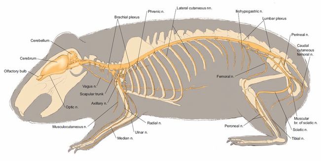 Внутреннее строение ежа. Морская Свинка анатомия тела. Строение хомяка джунгарика скелет. Анатомия морской свинки скелет. Скелет хомяка джунгарика скелет.