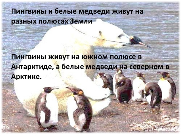 Почему медведи не охотятся на императорских пингвинов. Белые медведи и пингвины живут. Белый медведь и Пингвин. Пингвины и медведи живут на разных полюсах. Пингвины и белые медведи живут на разных полюсах.