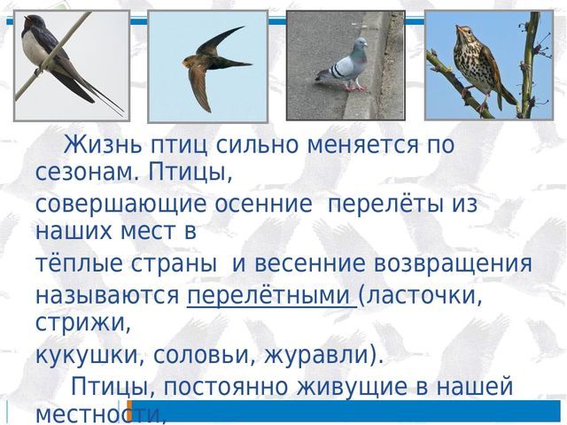 Доклад о перелетных птицах. Рассказ о перелетных птицах. Перелетные птицы доклад 1 класс. Перелетные птицы окружающий мир 2.