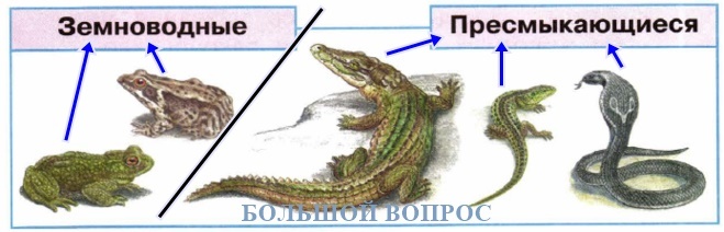 Чем отличаются земноводные от пресмыкающихся 2