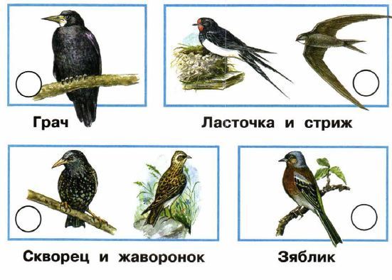 Перелетные птицы окружающий мир 1 класс рабочая. Птицы окружающий мир 2. Стриж Перелетная птица. Птицы второй класс окружающий мир. Перелетные птицы 2 класс окружающий мир.