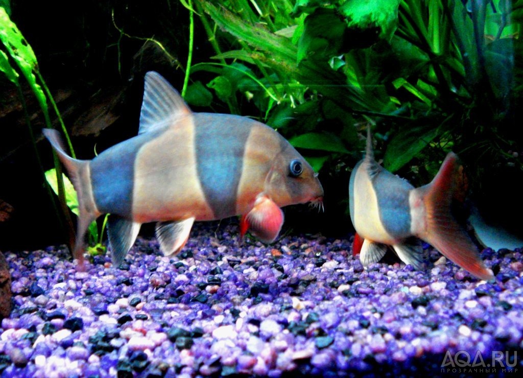 Миролюбивые рыбки для аквариума с фото и названиями