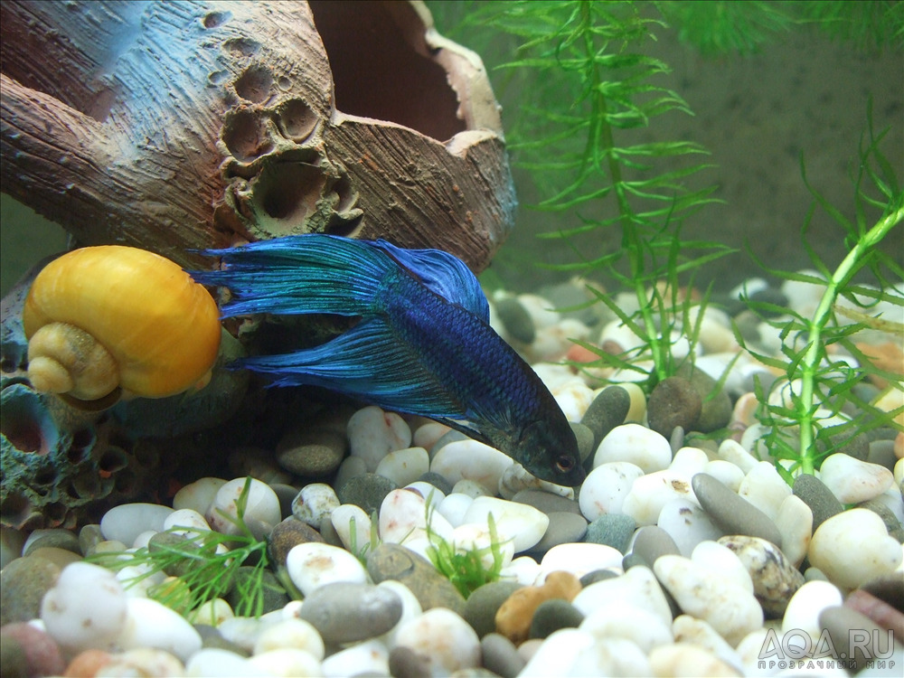 Петушок в аквариуме фото. Рыбка гребешок аквариумная. Аквариум с петушком. Синий петушок в аквариуме. Аквариум для петушка.