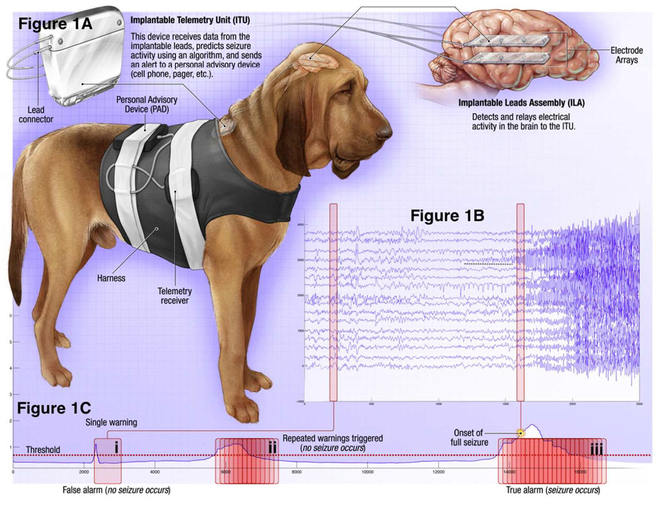 Service Dog Epilepsy. Epilepsy in Dogs Art. У каких пород бывает эпилепсия у собак. Эпилепсия у собак лечение