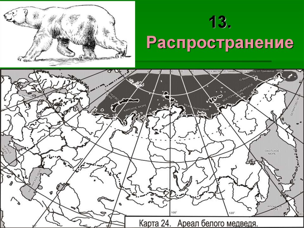 Карта где водятся медведи в россии