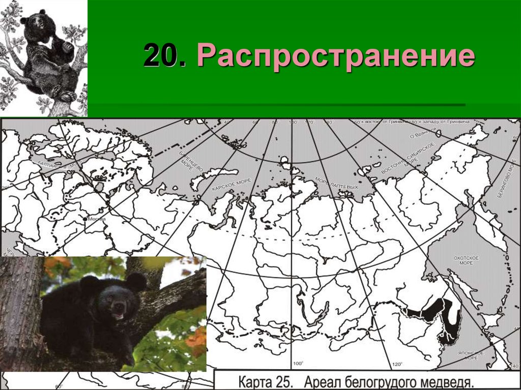 Карта медведей в россии