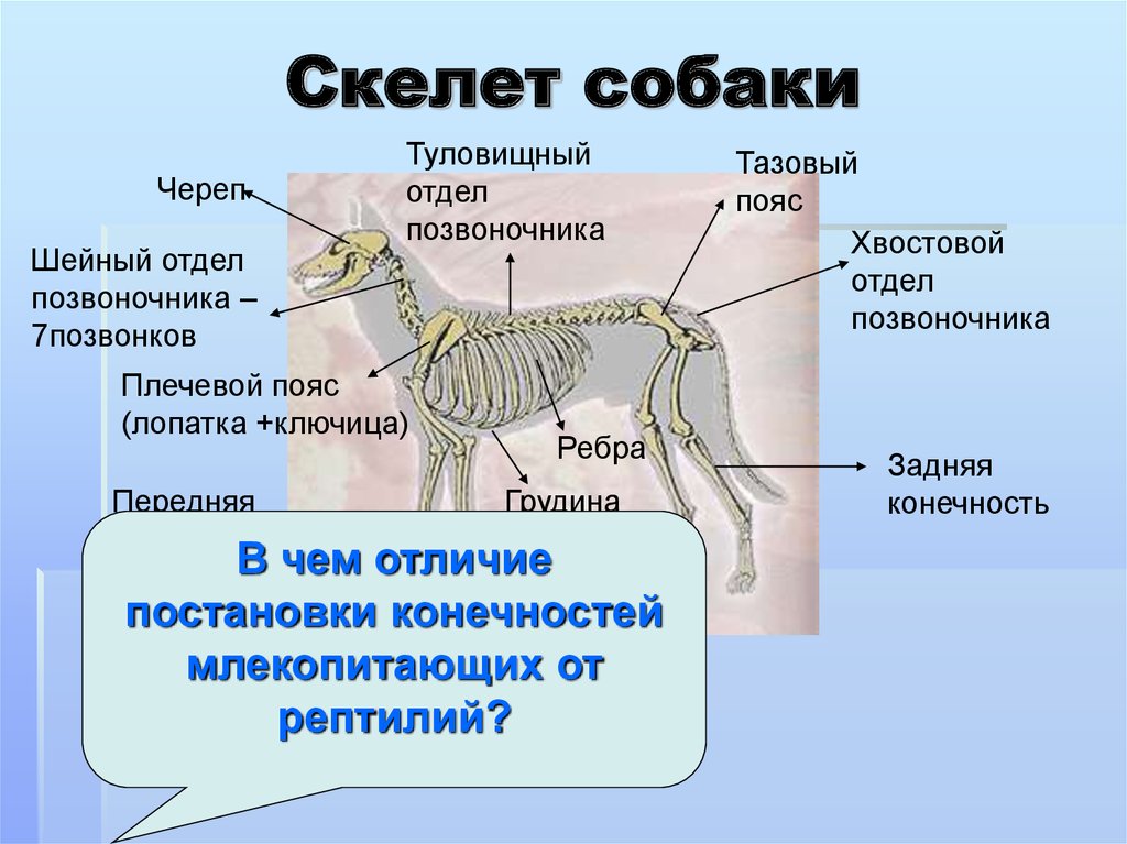 Скелет млекопитающих состоит из 5 отделов. Отделы и кости скелета собаки. Анатомия костей задней конечности собаки. Пояса задних конечностей у млекопитающих у собак. Кости передних конечностей собаки анатомия.