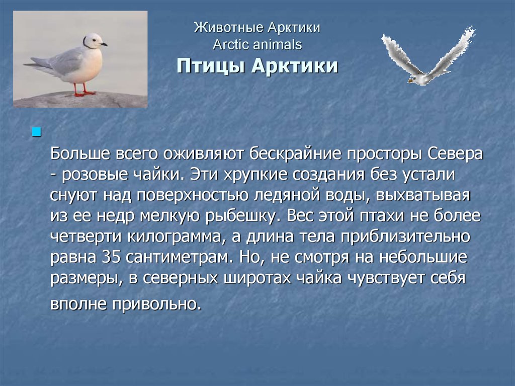 Чайка краткое содержание. Сообщение птицы Арктики. Птицы Арктики доклад. Сообщение о Чайке. Доклад про Чайки.