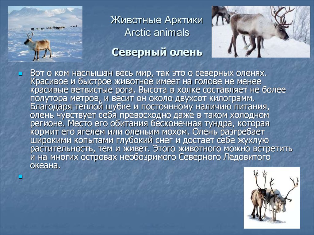 На каком материке северный олень. Сообщение про Северного оленя. Сообщение о северных животных. Животные Арктики презентация. Северный олень доклад.