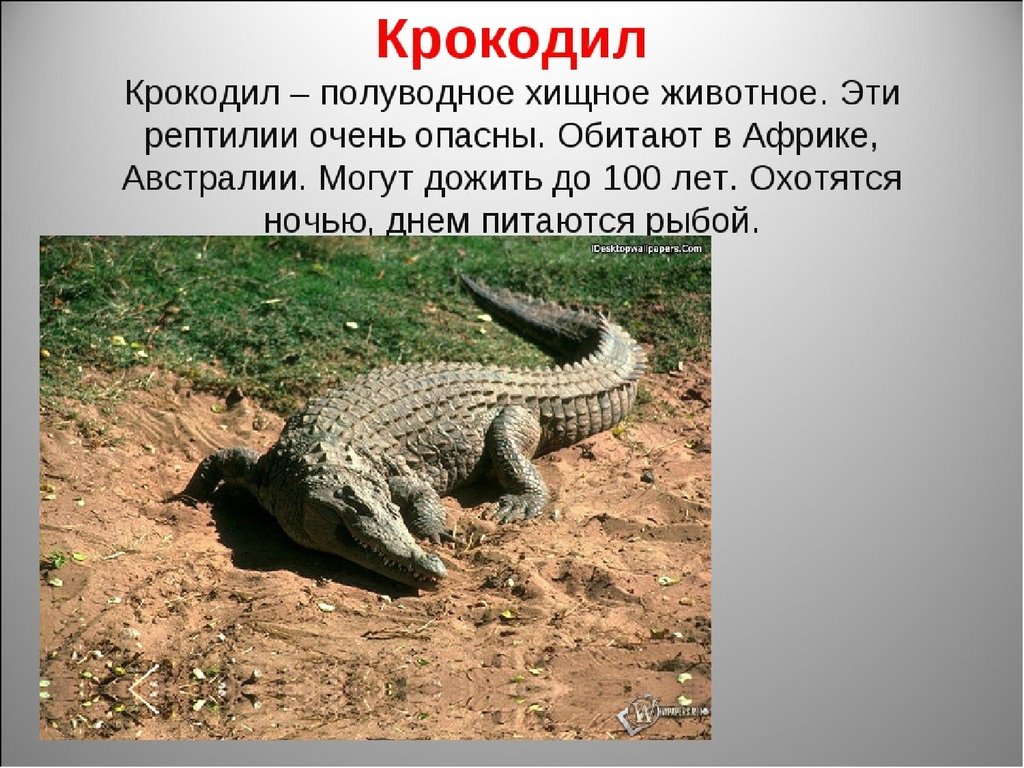 Крокодил млекопитающее или нет. Описание крокодила. Описание крокодилов. Рассказать о крокодилах. Рассказ про крокодила.