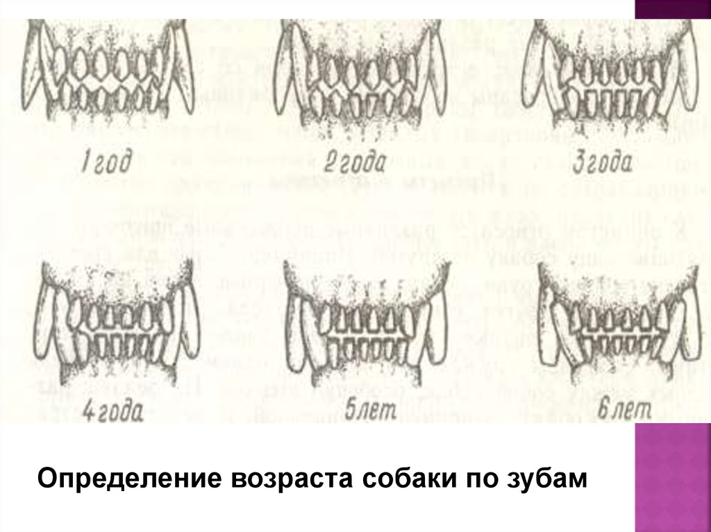 Зубы кошки по годам в картинках