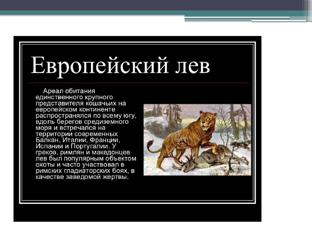 Лев представитель. Европейский Лев ареал. Европейский Лев черная книга. Европейский Лев сообщение. Ареал обитания Львов в древности.