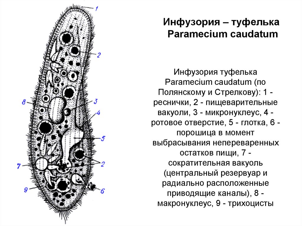 Рассмотрите рисунки микропрепарата инфузории туфельки. Инфузория туфелька строение. Инфузория туфелька схема строения. Схема строения инфузории туфельки. Инфузория туфелька Paramecium caudatum.