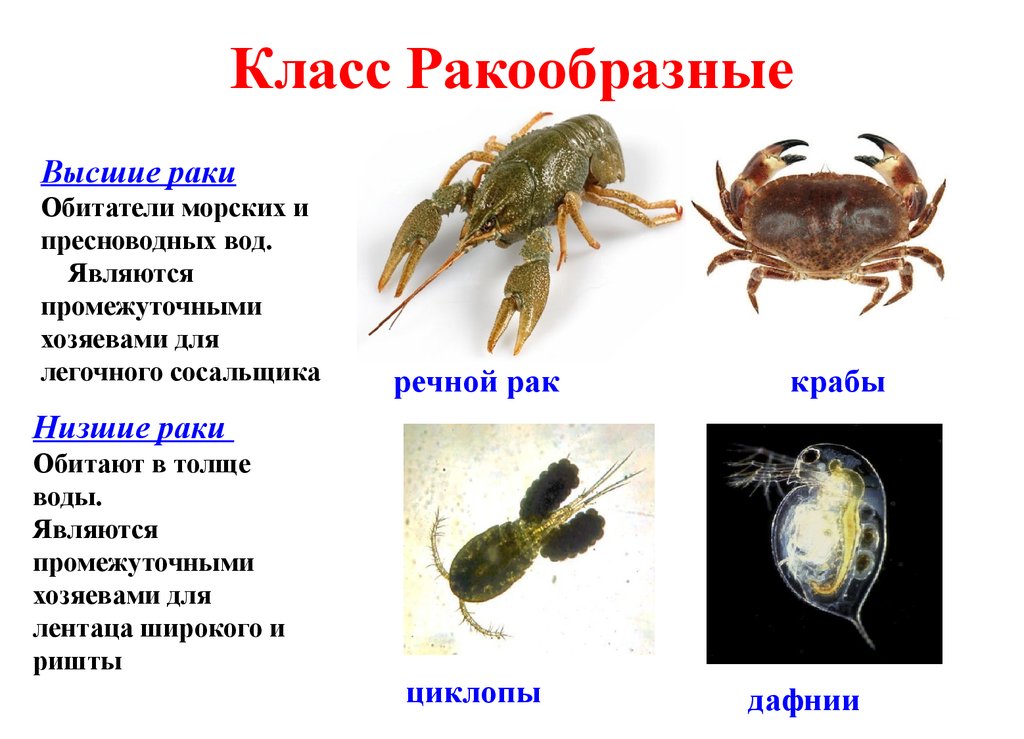 Какой тип питания характерен для морского скорпиона изображенного на рисунке