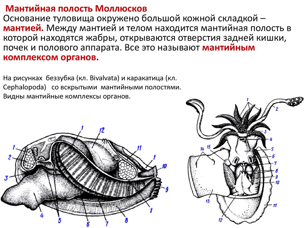 Мантия и мантийная полость у моллюсков