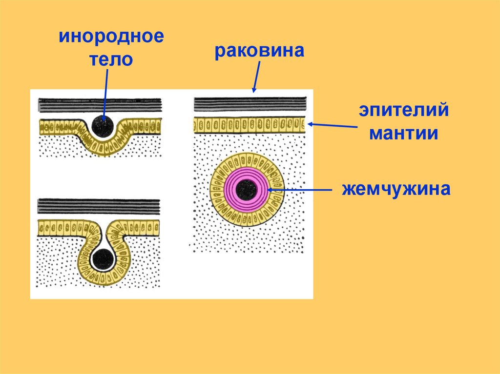 Строение покрова тела моллюсков. Эпителий моллюсков. Покровы тела моллюсков. Эпителий беззубки мантия. Схема образования жемчуга.