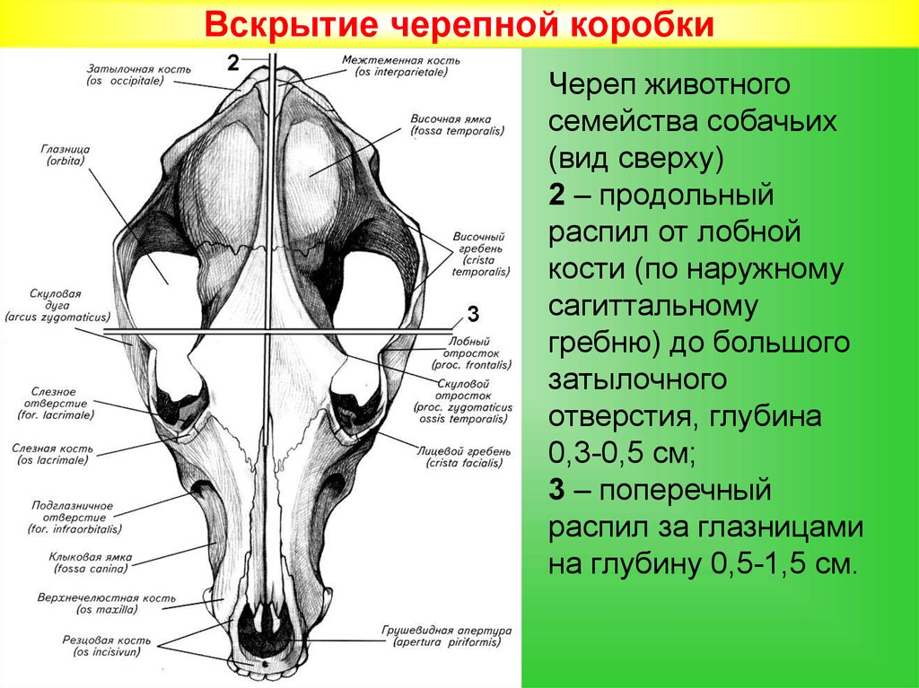 Кости черепа животного