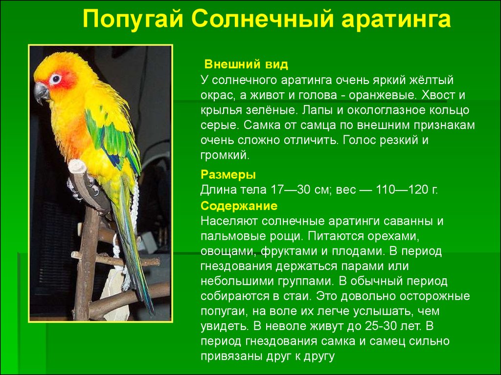 Текст описание про попугая. Попугай аратинга желтый. Аратинга и волнистый попугай. Описание попугая. Интересные факты о волнистых попугаях.