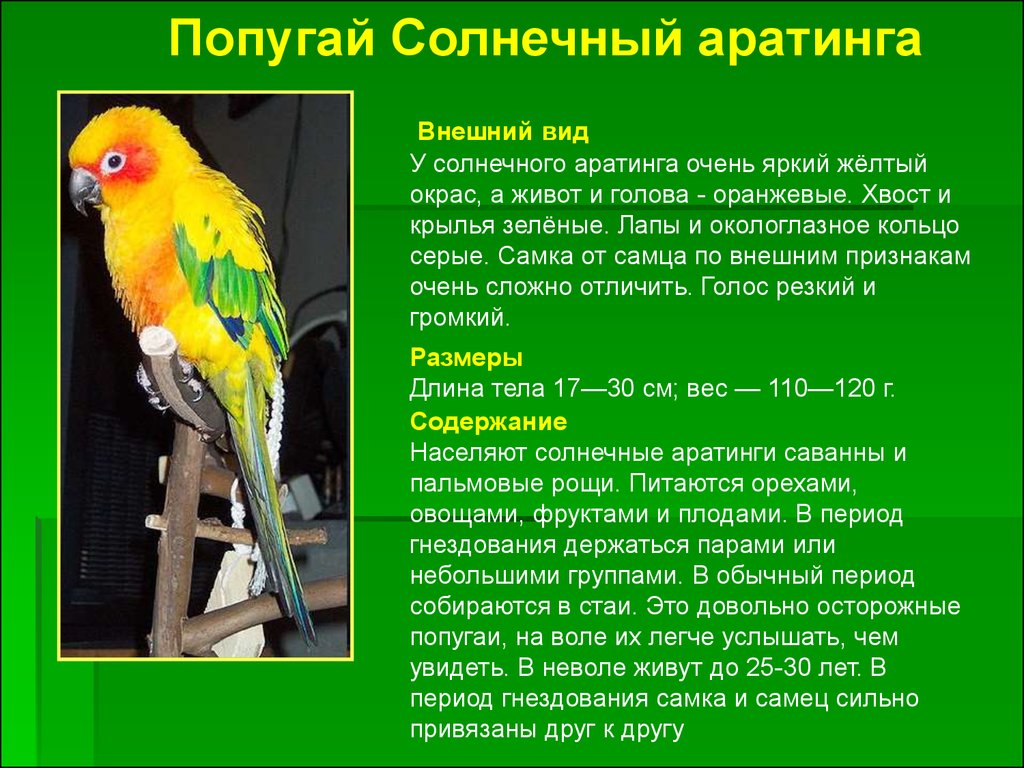 Сколько всего живут попугаи. Аратинга и волнистый попугай. Описание попугая. Доклад про попугая. Интересные факты о волнистых попугаях.