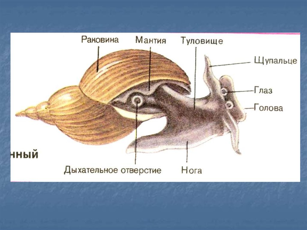Тело моллюска имеет мантию. Происхождение моллюсков. Мантия у моллюсков. Тип моллюски мантия. Мантия ракушки.