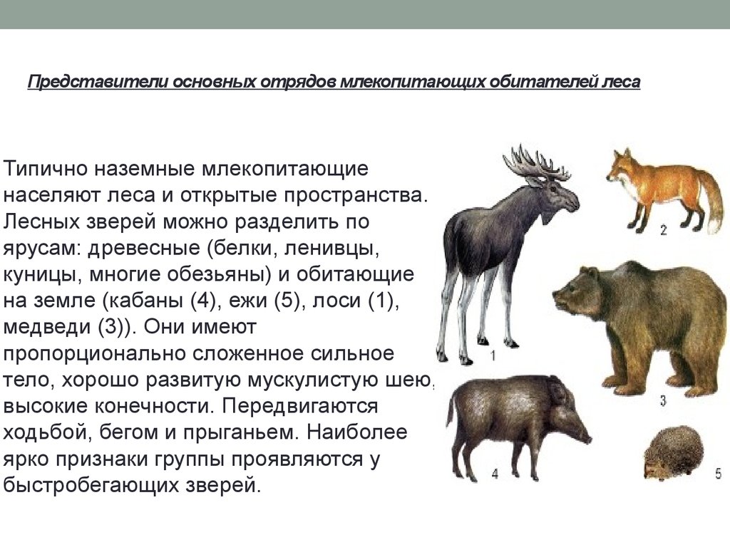 Отличие млекопитающих от других классов. Особенности строения лесных зверей. Наземные млекопитающие. Типично наземные млекопитающие. Особенности наземных животных.