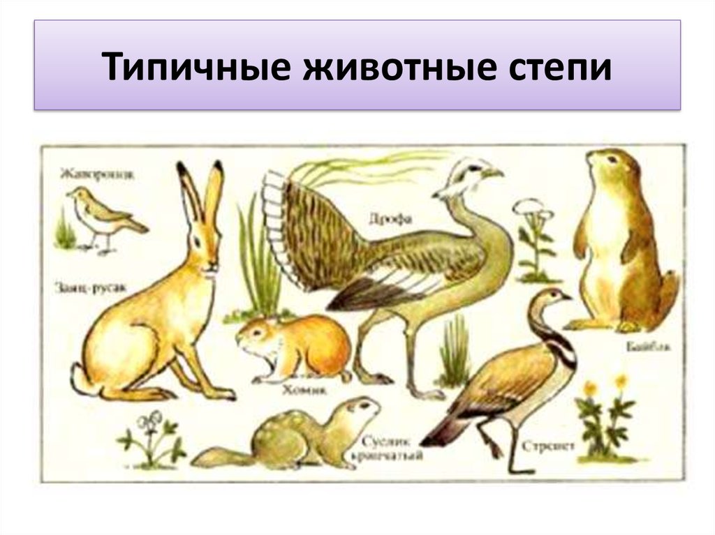 Живые организмы в степи. Животный мир степи. Типичные животные степи. Животные которые водятся в степи. Типичное животное степей.