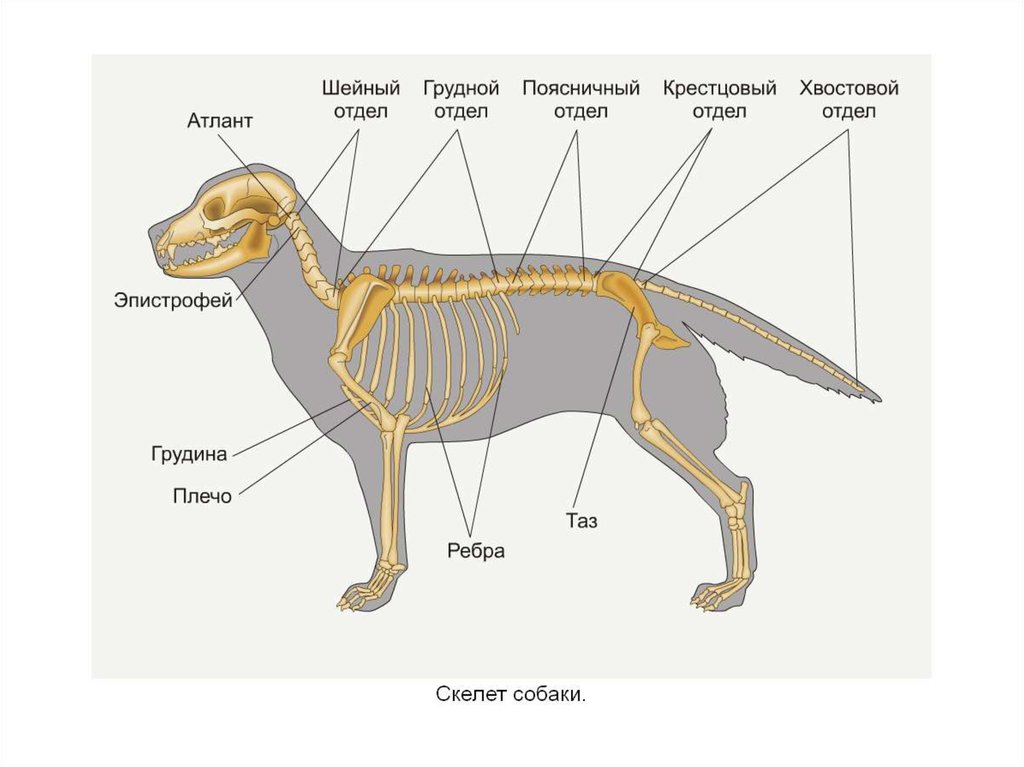 Позвоночник собаки схема