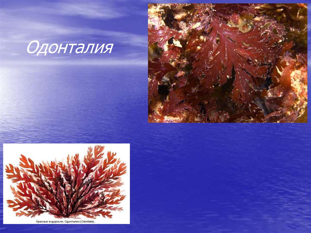 Красной водорослью является. Красные водоросли Одонталия. Багрянки водоросли представители. Водоросли красные ,бурые,ламинария. Красные водоросли ламинария.